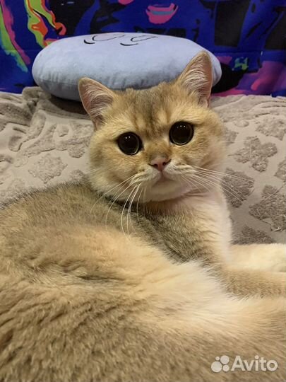 Кот на вязку золотая шиншилла