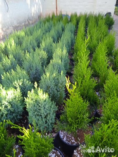 Хвойные растения