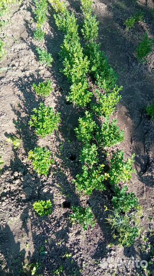 Саженцы самшита