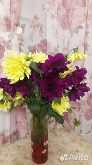 Георгины клубни