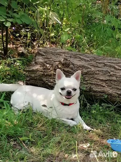 Кобель чихуахуа для вязки