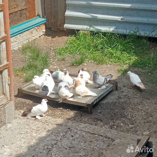 Голуби на свадьбу в Щучье