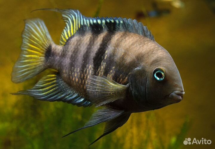 Американские цихлиды в ассортименте