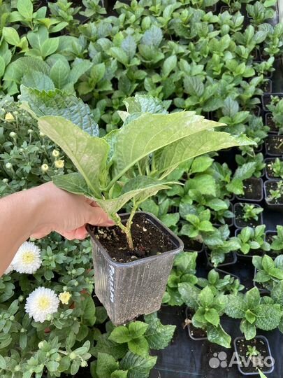 Гортензия крупнолистная саженцы