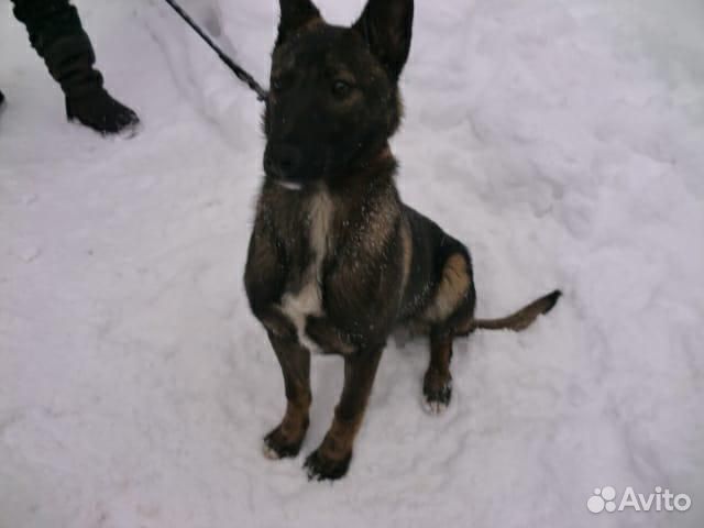 Метис малинуа, девочка