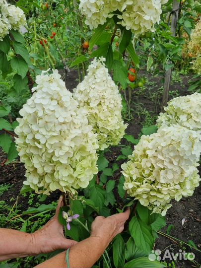 Гортензия саженцы