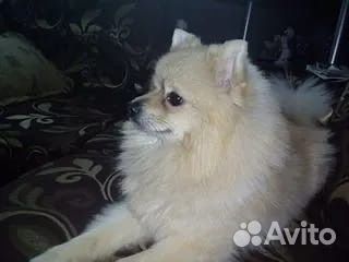 Собака в добрые руки шпиц