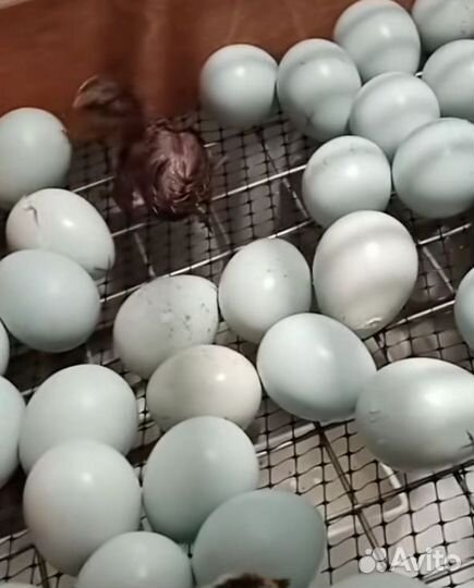 Инкубационное яйцо перепелов селадоны