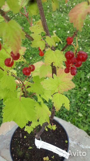 Смородина 3х летка красная белая розовая