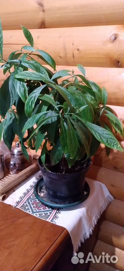 Пахистахис