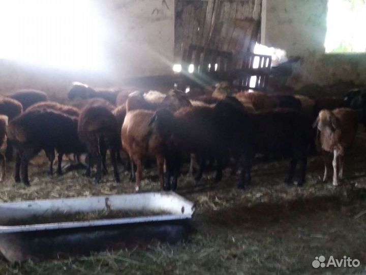 Продаются барашки