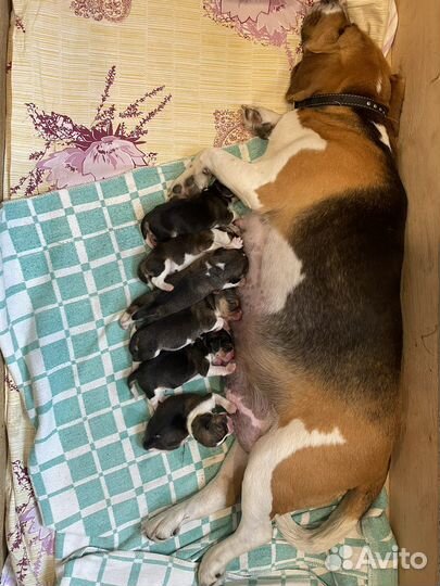 Щенки Бигля