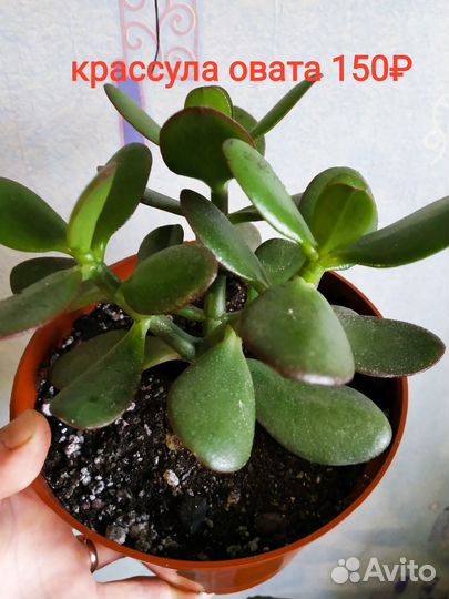 Хойя, крассула