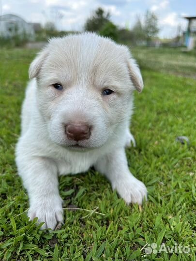 Щенки