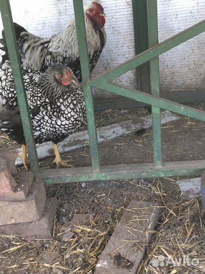 Ия породных кур