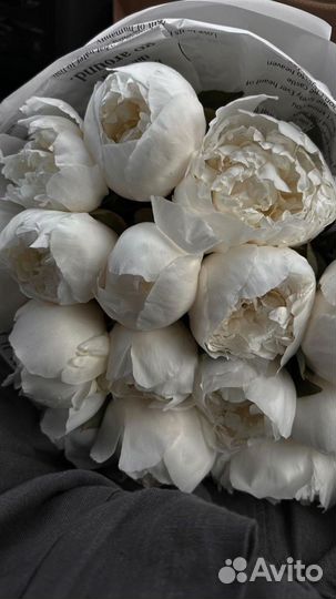 Пионы оптом