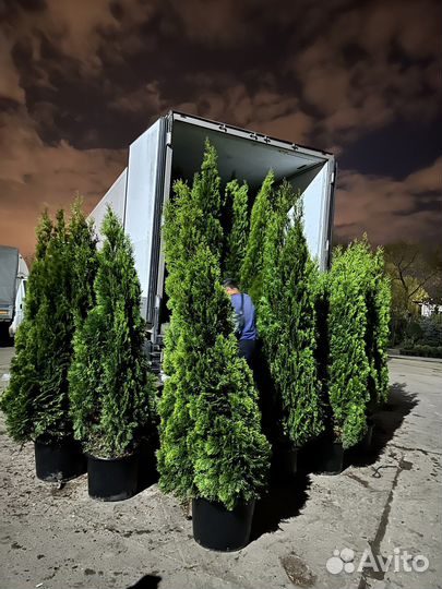Сосна клён туя смарагд, кедр, береза Брабант ель