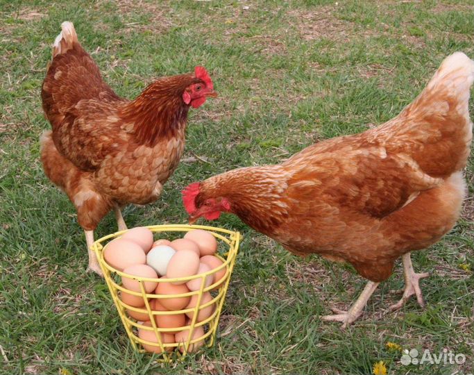 Куры молодки