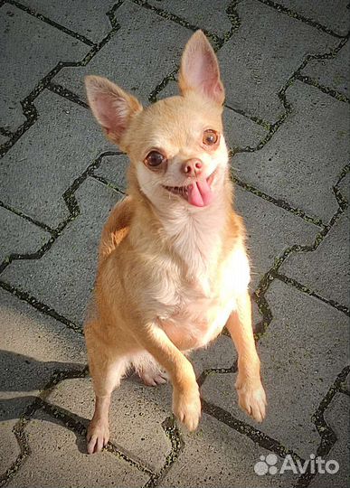 Чихуахуа бронь