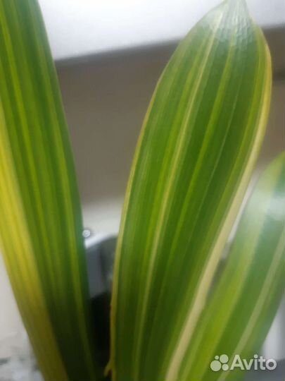 Сансевьерии и кливия, толстянка хоббит