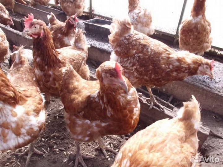 Куры напольного содержания