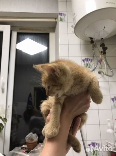 Котенок в добрые руки