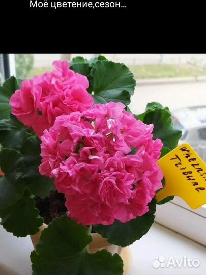 Сортовая пеларгония