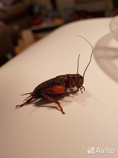 Двупятнистый сверчок, корм для насекомоядных