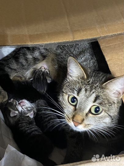 Котенок в самые добрые руки