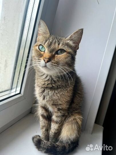 Кошка