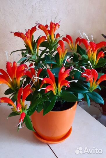 Цветок жар-птица