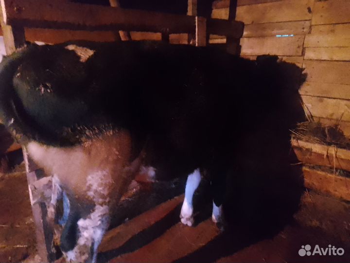 Бык и телки