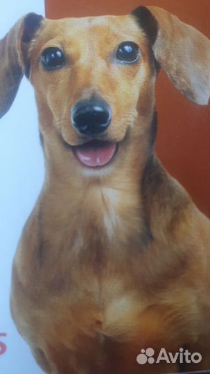 Обработка собак от клещей