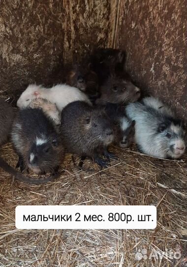 Нутрии. Мясо нутрий
