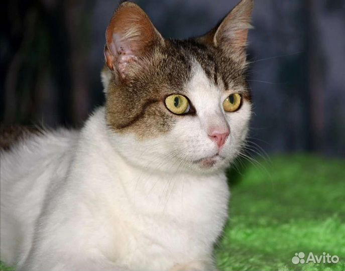 Котик в дар