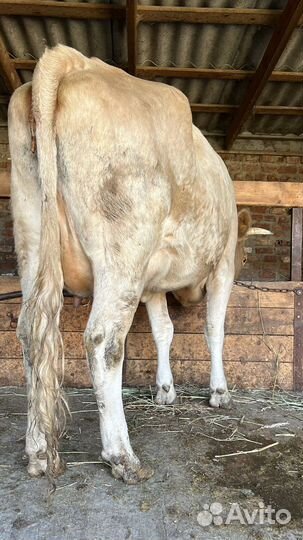 Корова с теленком