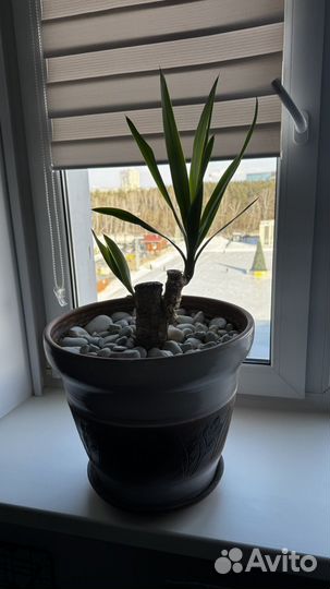 Пальма юкка