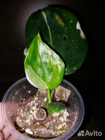 Филодендрон вайт wizard