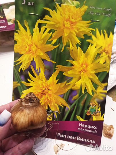 Луковичные цветы тюльпаны нарциссы