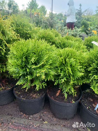 Хвойные растения