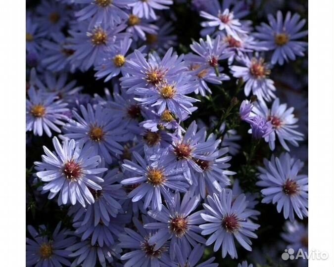 Астра n.b. Little Carlow