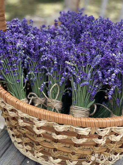 Лаванда свежая