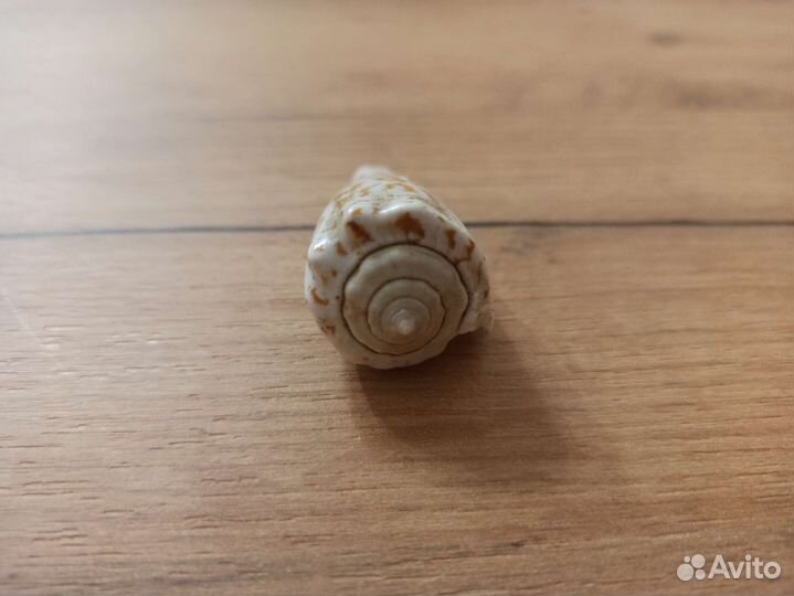 Морская раковина