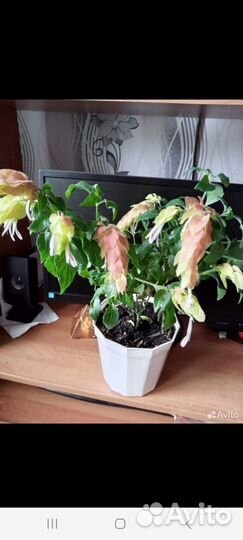 Комнатные цветы белоперони сансевиерия