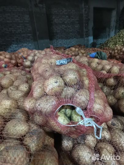 Картофель, Капуста