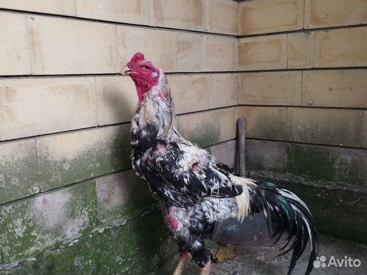 Бойцовые петухи