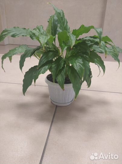 Спатифиллум