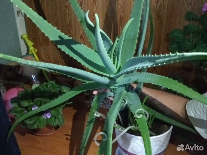 Алоэ лечебный