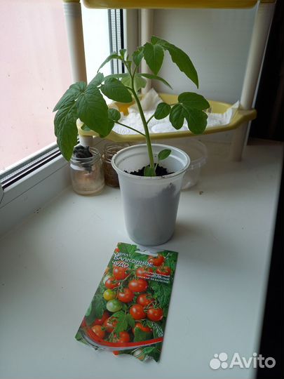 Рассада помидор/ томатов Балконное чудо