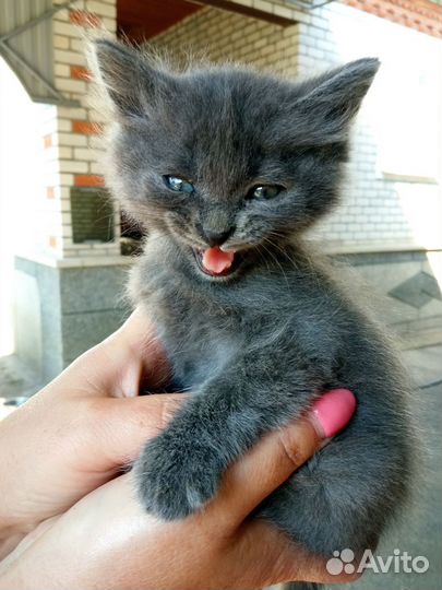 Котята в добрые руки бесплатно